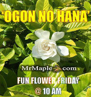 - Gardenia jasminoides 'Ogon no hana' Gold Doubloon Jasmine - Mr Maple │ Buy Japanese Maple Trees