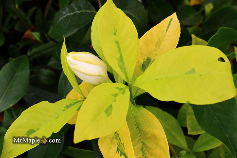 Gardenia jasminoides 'Ogon no hana' Gold Doubloon Jasmine — Mr