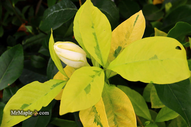 - Gardenia jasminoides 'Ogon no hana' Gold Doubloon Jasmine - Mr Maple │ Buy Japanese Maple Trees