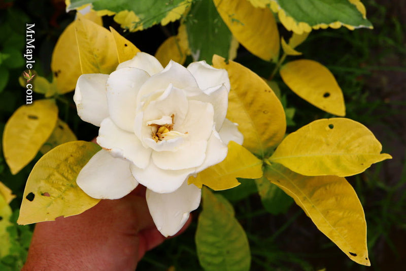 - Gardenia jasminoides 'Ogon no hana' Gold Doubloon Jasmine - Mr Maple │ Buy Japanese Maple Trees
