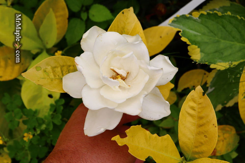 - Gardenia jasminoides 'Ogon no hana' Gold Doubloon Jasmine - Mr Maple │ Buy Japanese Maple Trees