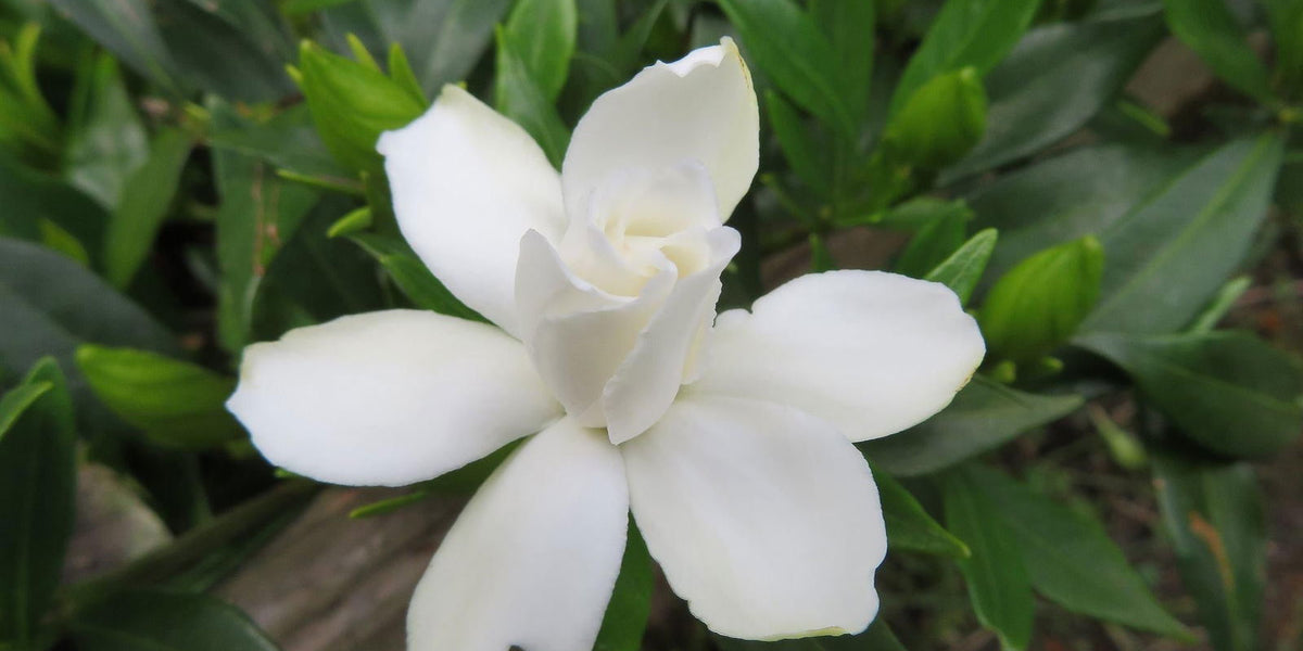 Gardenia jasminoides 'Radicans' Dwarf Fragrant Cape Jasmine — Mr Maple │  Buy Japanese Maple Trees