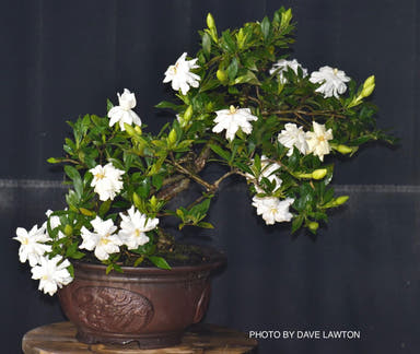 - Gardenia jasminoides 'Radicans’ Dwarf Fragrant Cape Jasmine - Mr Maple │ Buy Japanese Maple Trees