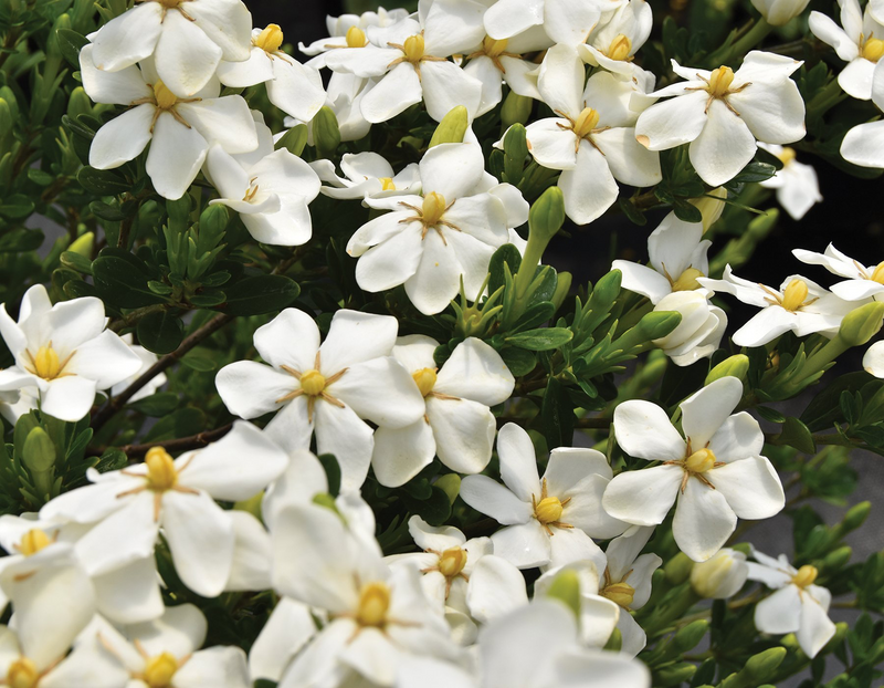 - Gardenia jasminoides 'Snow Girl™' Fragrant Gardenia - Mr Maple │ Buy Japanese Maple Trees