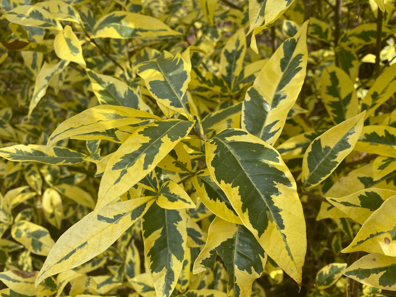 - Gardenia jasminoides 'Variegata' Fragrant Cape Jasmine - Mr Maple │ Buy Japanese Maple Trees