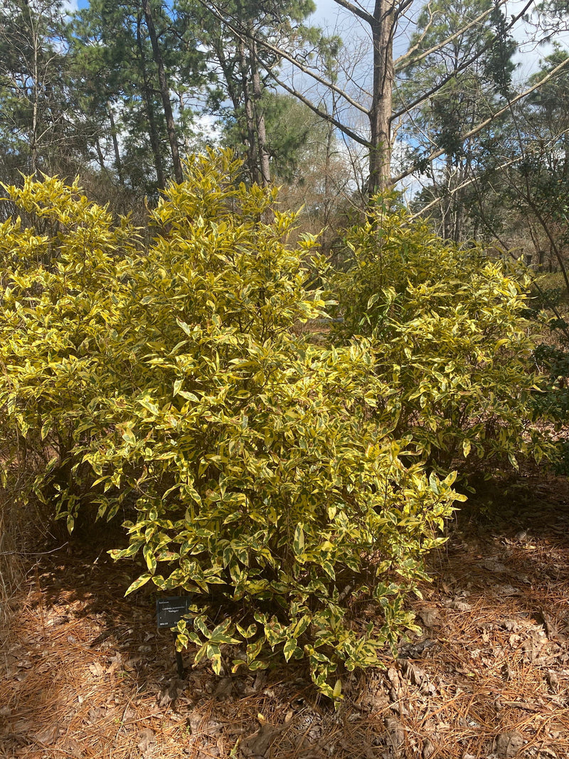 - Gardenia jasminoides 'Variegata' Fragrant Cape Jasmine - Mr Maple │ Buy Japanese Maple Trees