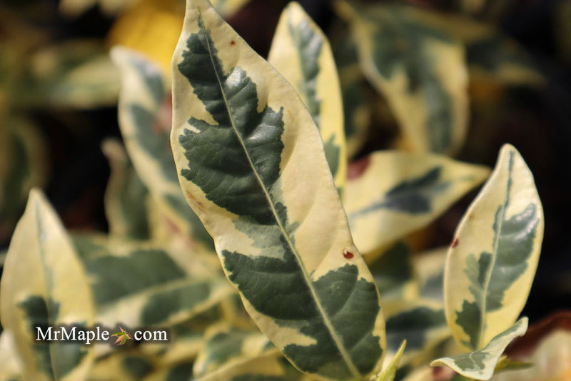 - Gardenia jasminoides 'Variegata' Fragrant Cape Jasmine - Mr Maple │ Buy Japanese Maple Trees