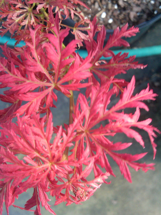 FOR PICKUP ONLY | Acer palmatum 'Garnet' Japanese Maple | DOES NOT SHIP