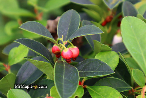 - Gaultheria procumbens 'Cherry Berries' Wintergreen Teaberry - Mr Maple │ Buy Japanese Maple Trees