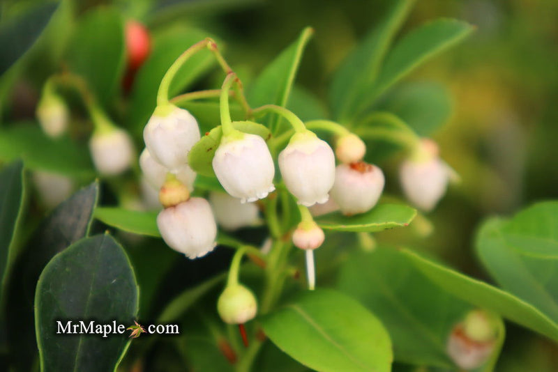 - Gaultheria procumbens 'Cherry Berries' Wintergreen Teaberry - Mr Maple │ Buy Japanese Maple Trees