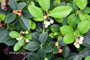 - Gaultheria procumbens 'Cherry Berries' Wintergreen Teaberry - Mr Maple │ Buy Japanese Maple Trees