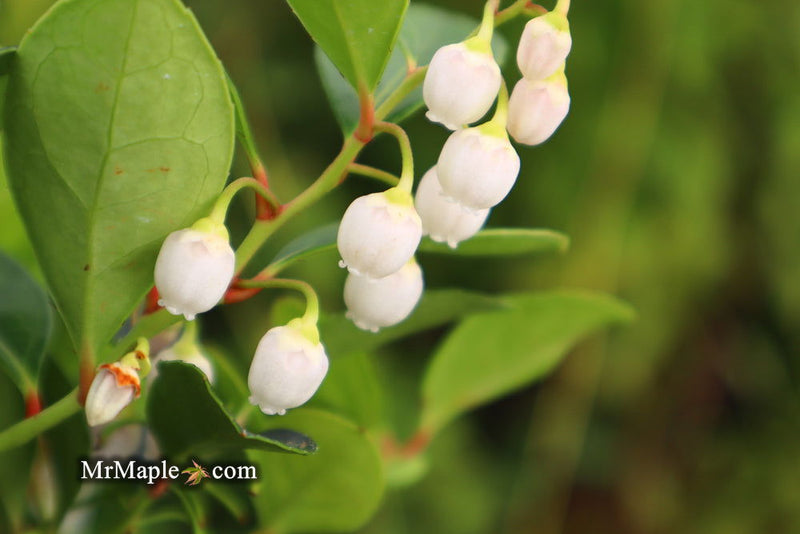 - Gaultheria procumbens 'Cherry Berries' Wintergreen Teaberry - Mr Maple │ Buy Japanese Maple Trees