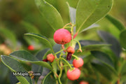 - Gaultheria procumbens 'Cherry Berries' Wintergreen Teaberry - Mr Maple │ Buy Japanese Maple Trees