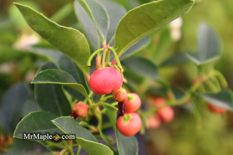 - Gaultheria procumbens 'Cherry Berries' Wintergreen Teaberry - Mr Maple │ Buy Japanese Maple Trees