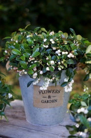 - Gaultheria procumbens 'Peppermint Pearl' Wintergreen Teaberry - Mr Maple │ Buy Japanese Maple Trees