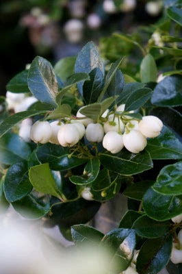 - Gaultheria procumbens 'Peppermint Pearl' Wintergreen Teaberry - Mr Maple │ Buy Japanese Maple Trees