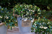 - Gaultheria procumbens 'Peppermint Pearl' Wintergreen Teaberry - Mr Maple │ Buy Japanese Maple Trees