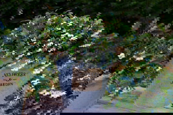 - Gaultheria procumbens 'Peppermint Pearl' Wintergreen Teaberry - Mr Maple │ Buy Japanese Maple Trees