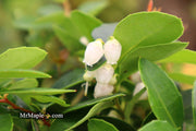 - Gaultheria procumbens 'Peppermint Pearl' Wintergreen Teaberry - Mr Maple │ Buy Japanese Maple Trees