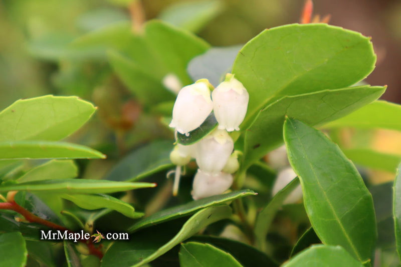 - Gaultheria procumbens 'Peppermint Pearl' Wintergreen Teaberry - Mr Maple │ Buy Japanese Maple Trees