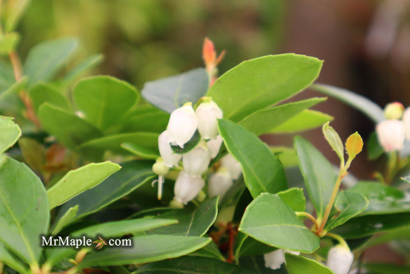 - Gaultheria procumbens 'Peppermint Pearl' Wintergreen Teaberry - Mr Maple │ Buy Japanese Maple Trees