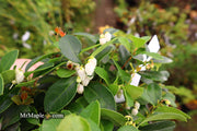 - Gaultheria procumbens 'Peppermint Pearl' Wintergreen Teaberry - Mr Maple │ Buy Japanese Maple Trees