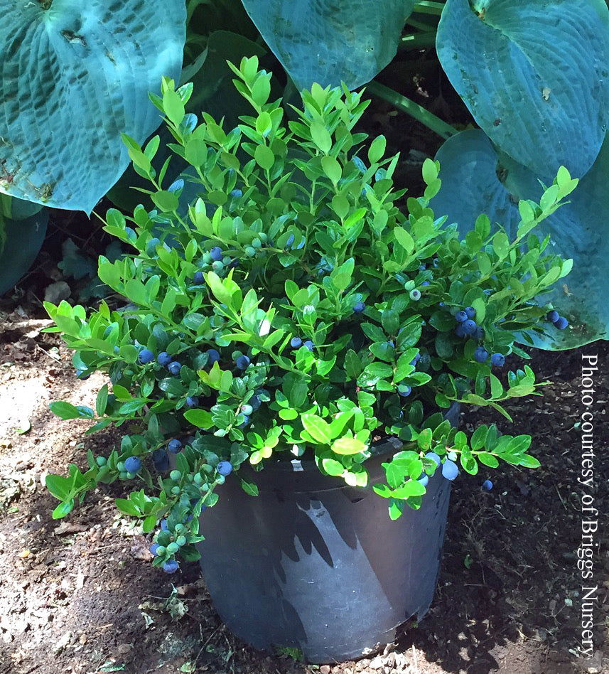 Buy Gaylussacia Brachycera 'Berried Treasure' Huckleberry Bush