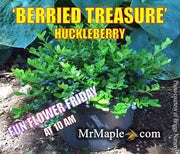 - Gaylussacia Brachycera 'Berried Treasure' Huckleberry Bush - Mr Maple │ Buy Japanese Maple Trees