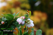 - Gaylussacia Brachycera 'Berried Treasure' Huckleberry Bush - Mr Maple │ Buy Japanese Maple Trees
