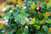 - Gaylussacia Brachycera 'Berried Treasure' Huckleberry Bush - Mr Maple │ Buy Japanese Maple Trees