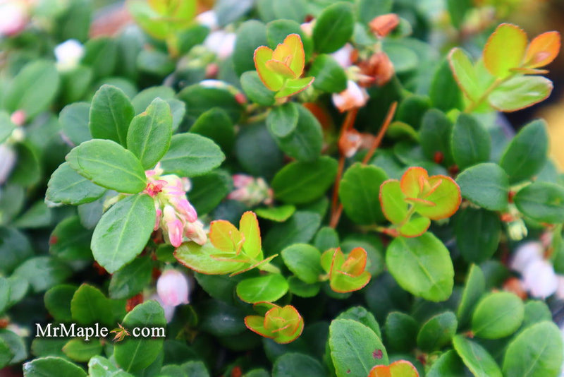 - Gaylussacia Brachycera 'Berried Treasure' Huckleberry Bush - Mr Maple │ Buy Japanese Maple Trees