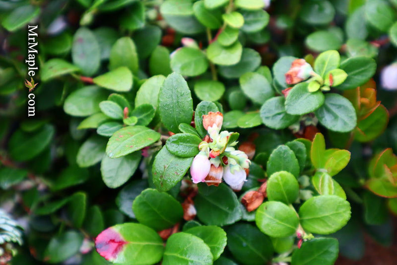 - Gaylussacia Brachycera 'Berried Treasure' Huckleberry Bush - Mr Maple │ Buy Japanese Maple Trees