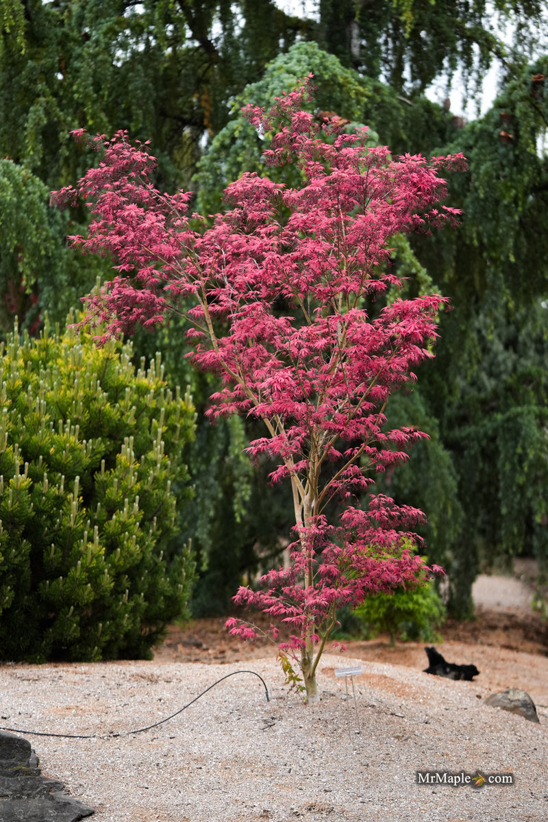 Acer palmatum 'Geisha Gone Wild' Japanese Maple