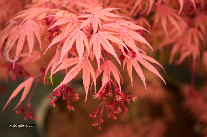 Acer palmatum ‘Geisha’ Pink Japanese Maple