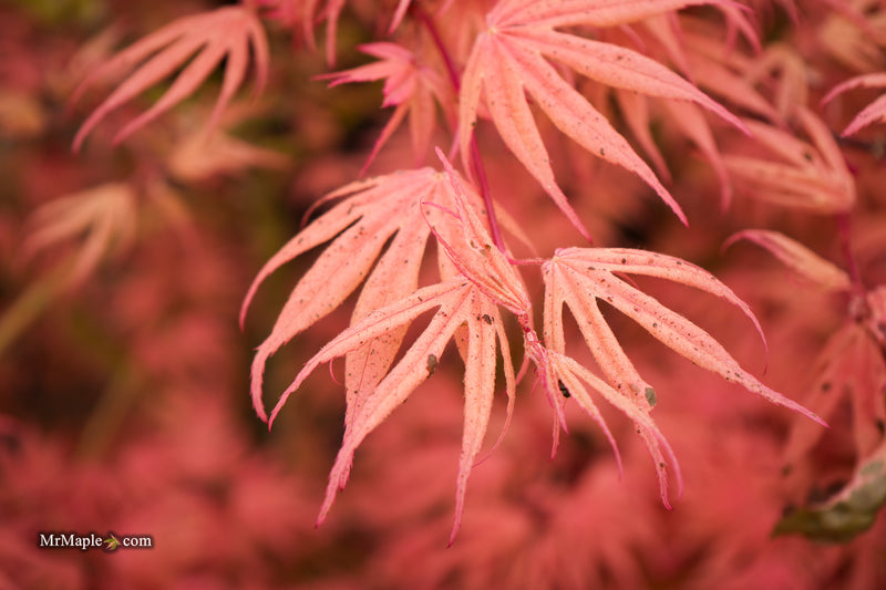 Acer palmatum ‘Geisha’ Pink Japanese Maple