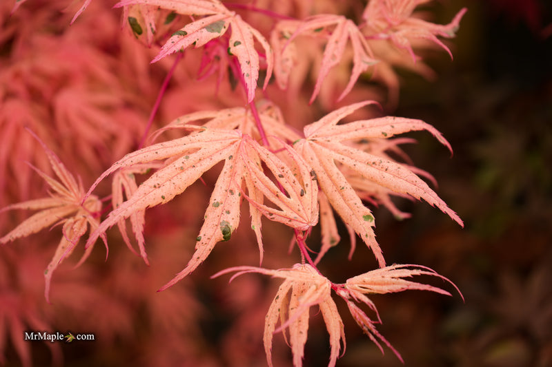 Acer palmatum ‘Geisha’ Pink Japanese Maple