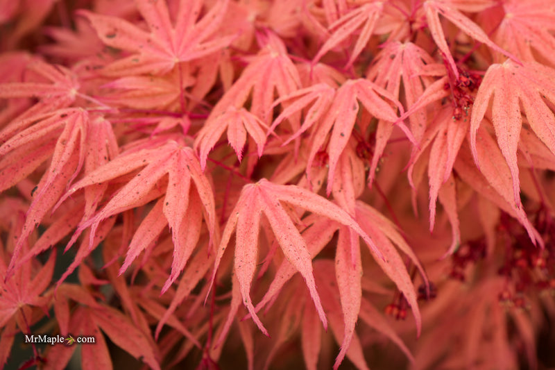 Acer palmatum ‘Geisha’ Pink Japanese Maple