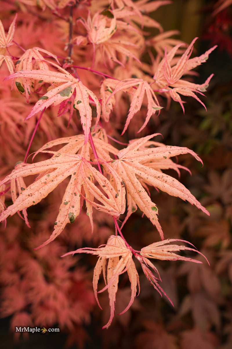 Acer palmatum ‘Geisha’ Pink Japanese Maple