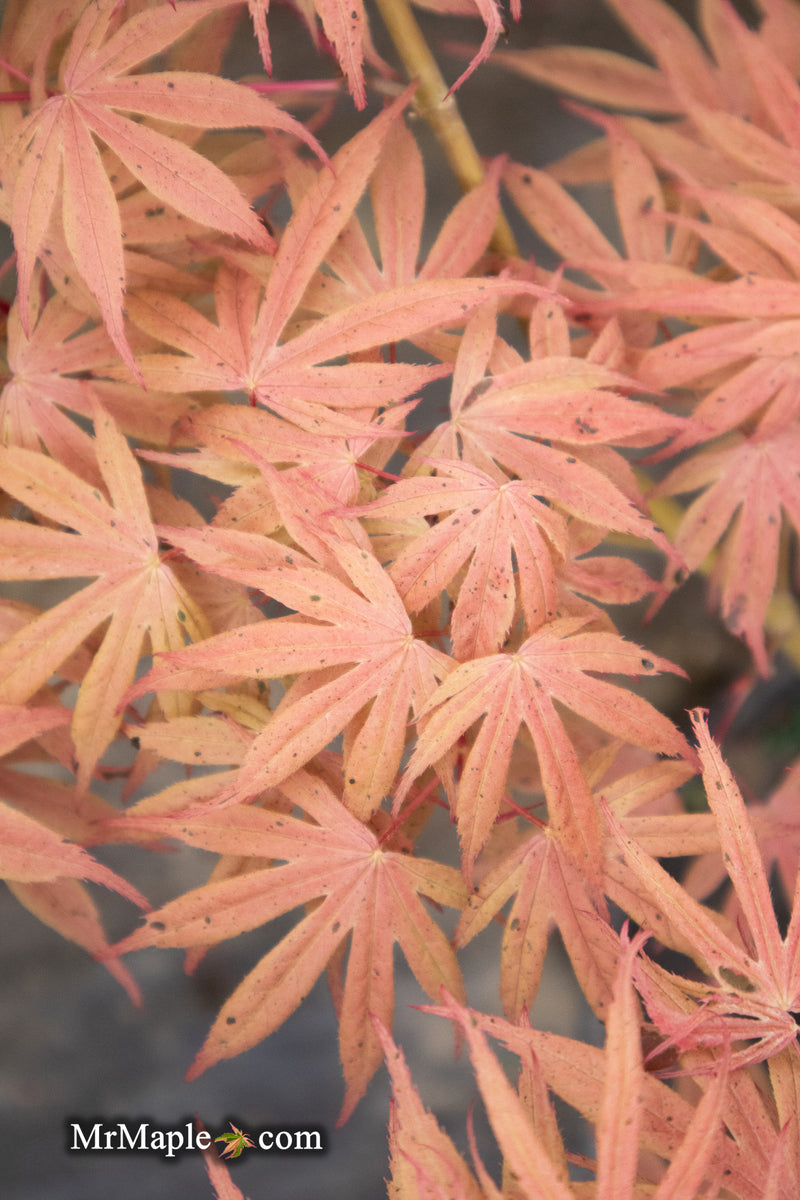 - Acer palmatum ‘Geisha’ Pink Japanese Maple - Mr Maple │ Buy Japanese Maple Trees
