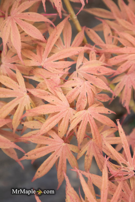 '- Acer palmatum ‘Geisha’ Pink Japanese Maple - Mr Maple │ Buy Japanese Maple Trees