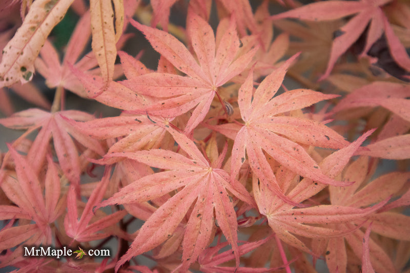 - Acer palmatum ‘Geisha’ Pink Japanese Maple - Mr Maple │ Buy Japanese Maple Trees
