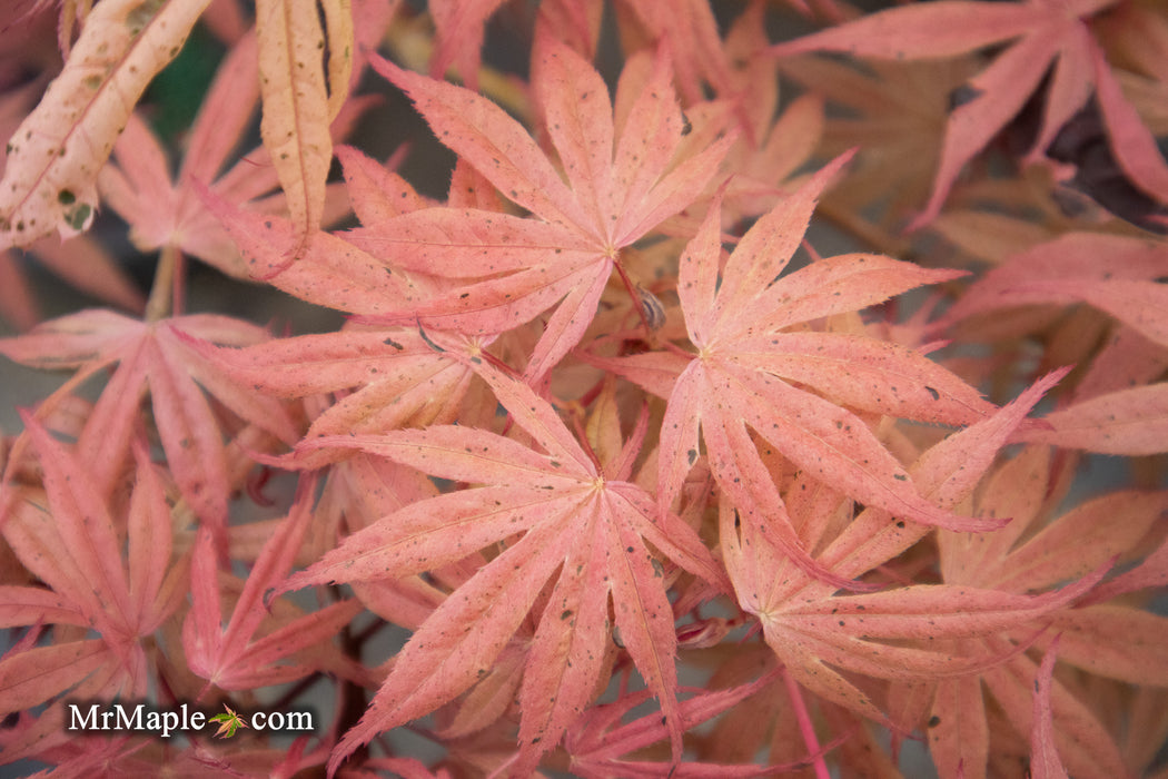 '- Acer palmatum ‘Geisha’ Pink Japanese Maple - Mr Maple │ Buy Japanese Maple Trees