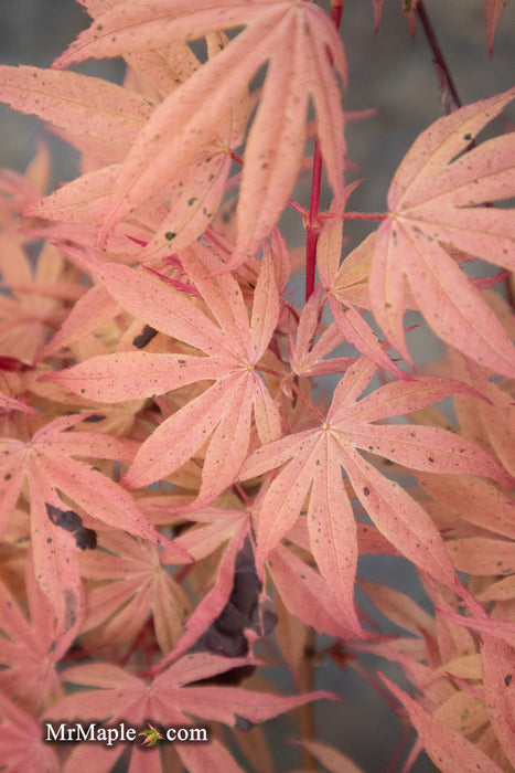 '- Acer palmatum ‘Geisha’ Pink Japanese Maple - Mr Maple │ Buy Japanese Maple Trees