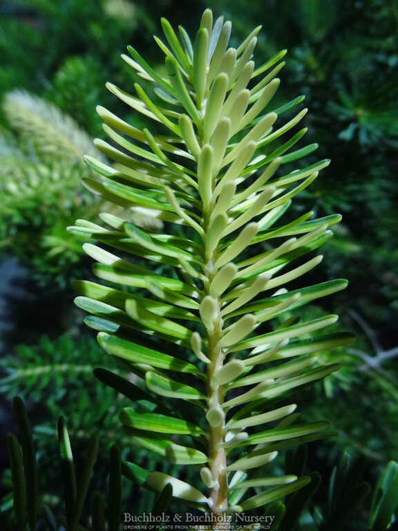 Abies Koreana 'Gelbbunt' Korean Fir