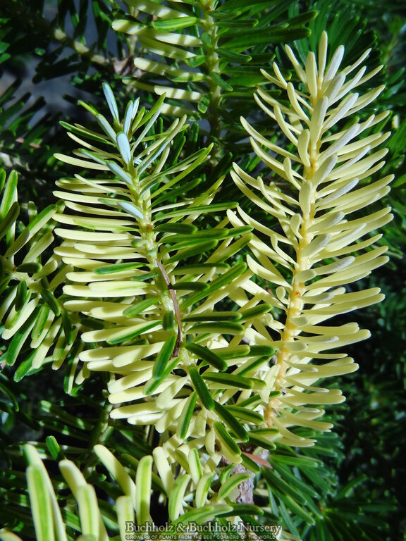 Abies Koreana 'Gelbbunt' Korean Fir