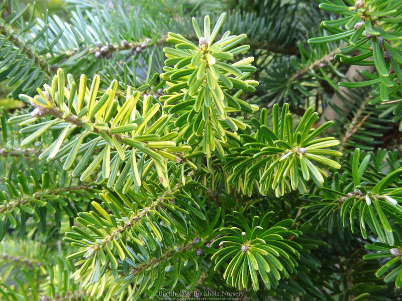 Abies Koreana 'Gelbbunt' Korean Fir