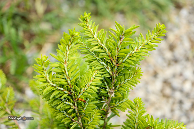 Tsuga canadensis 'Geneva' Eastern Hemlock