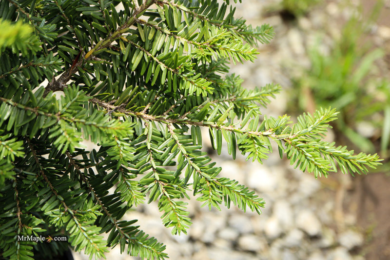 Tsuga canadensis 'Geneva' Eastern Hemlock