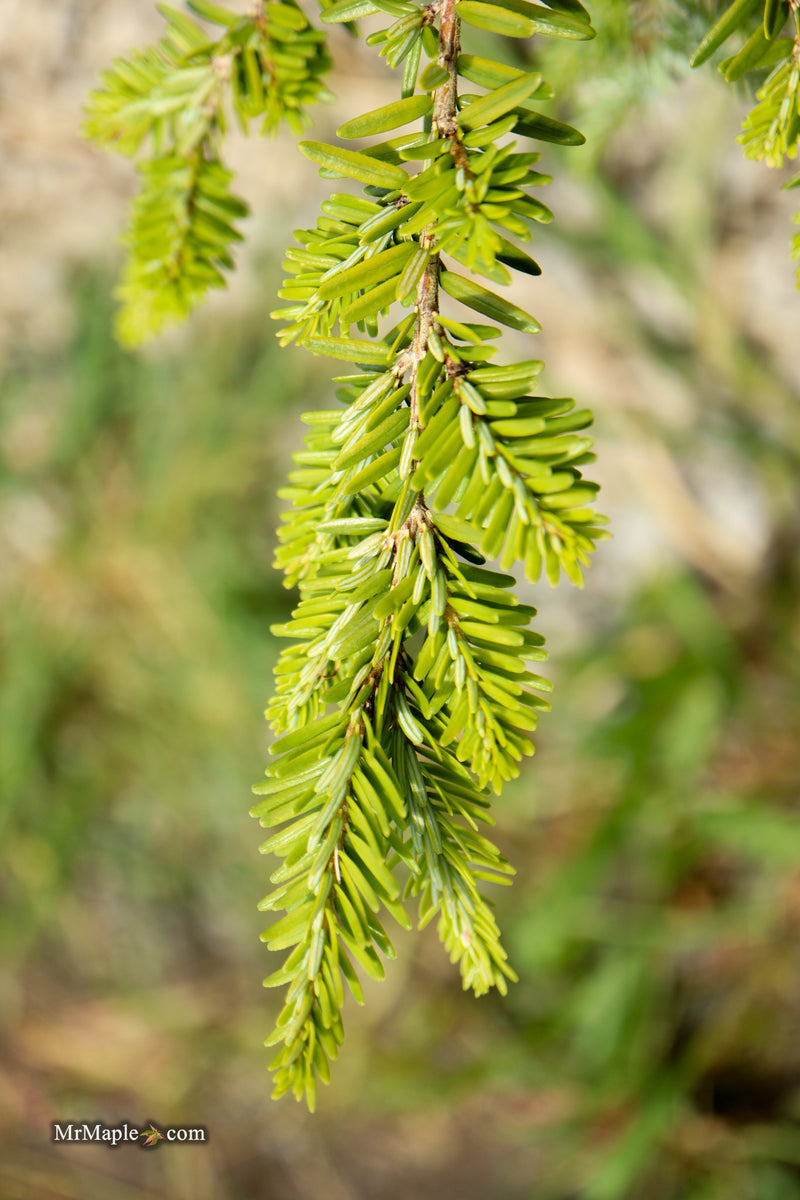 Tsuga canadensis 'Geneva' Eastern Hemlock