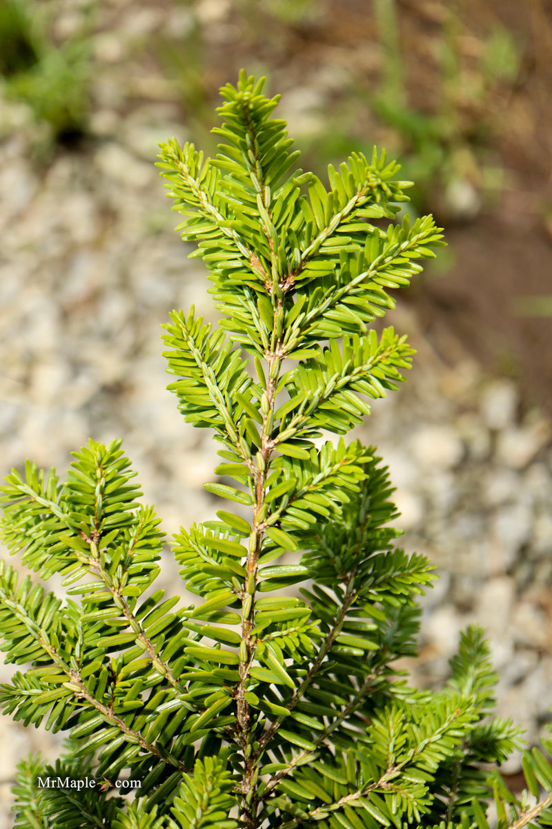 Tsuga canadensis 'Geneva' Eastern Hemlock